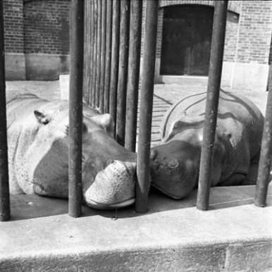 new-york-two-hippos-1955-vivian maier