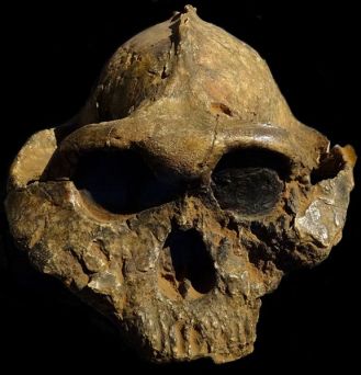 576px-Paranthropus-boisei-Nairobi