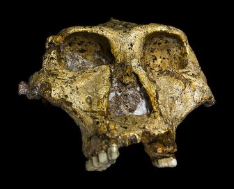 739px-Original_of_Paranthropus_robustus_Face