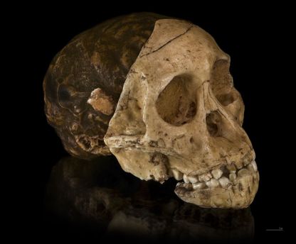 Australopithecus_africanus_-_Cast_of_taung_child